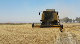 MKÜ Arazilerinde 2017’nin Buğday Hasadı Yapıldı